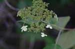 Wild hydrangea